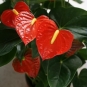 Anthurium, sageata lui Cupidon