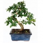 Bonsai intelept