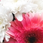 Buchet de gerbera roz si crizanteme