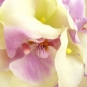 Buchet de mireasa deosebit din cale albe si orhidee