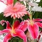 Buchet delicat din gerbera si crini