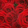 Buchet din 101 trandafiri rosii