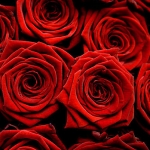 Buchet trandafiri rosii de lux