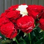 Buchet unic de trandafiri rosii ce incadreaza un trandafir alb