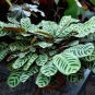 Calathea