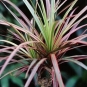 Dracena