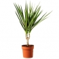 Dracena