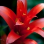 Guzmania exotica