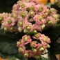 Kalanchoe delicata