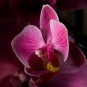 Orhidee roz