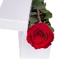 Un fir de trandafir rosu in cutie