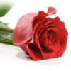 Un fir de trandafir rosu