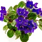 Violeta de Parma