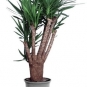 Yucca