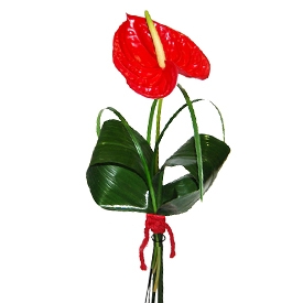 Un fir de anthurium rosu