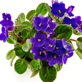 Violeta de Parma