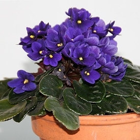 Violeta de Parma