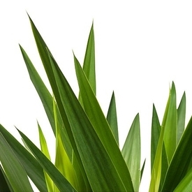 Yucca